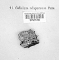 Calicium adspersum image